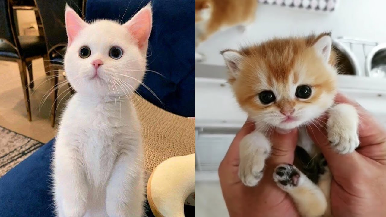 Baby Cats _ Cute and Funny Baby Cat Videos Compilation 