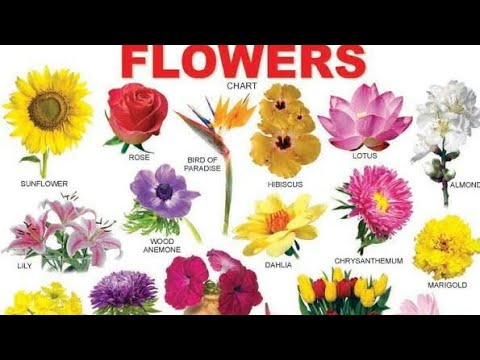Flowers Name In English All Flowers Name Beautiful Flowers Learn Flowers Youtube