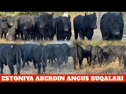 Rus katta yosh eshaklar porno videolar qora yigitlar bir olomon bir fotosini ichida cums