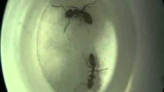 Argentine Ant Mega-Colony