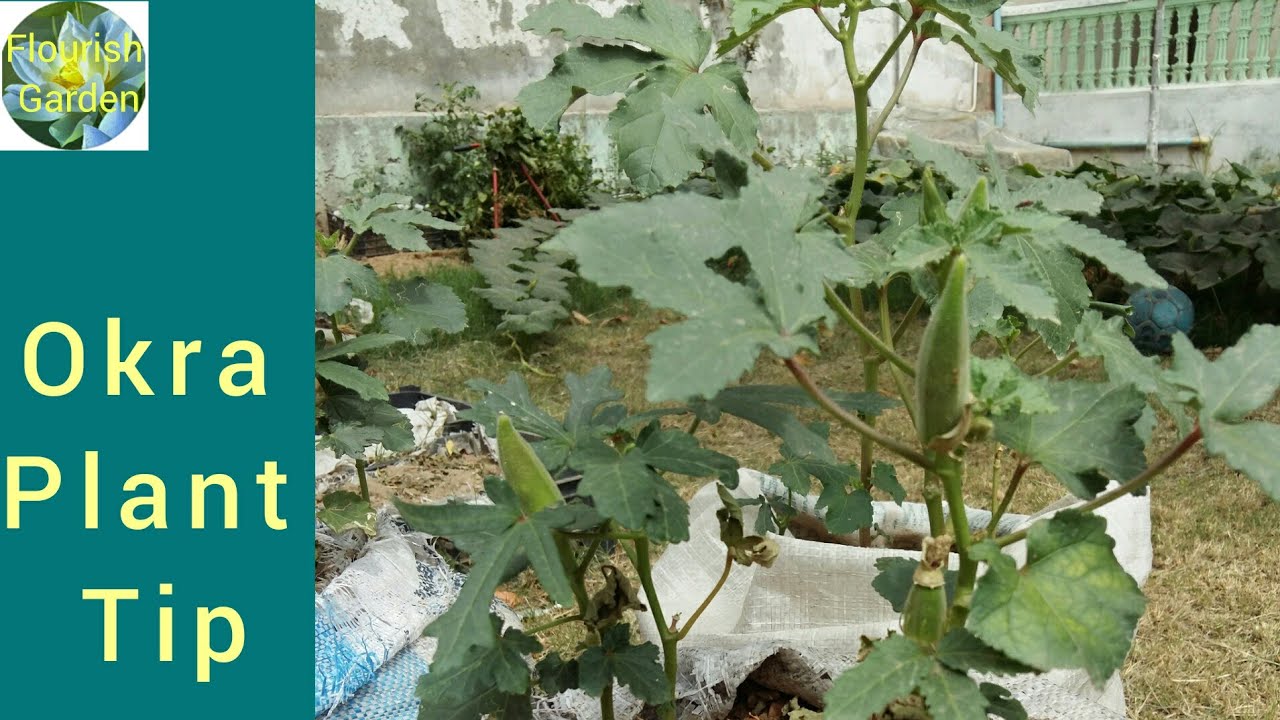 Very important tips about okra plant. YouTube