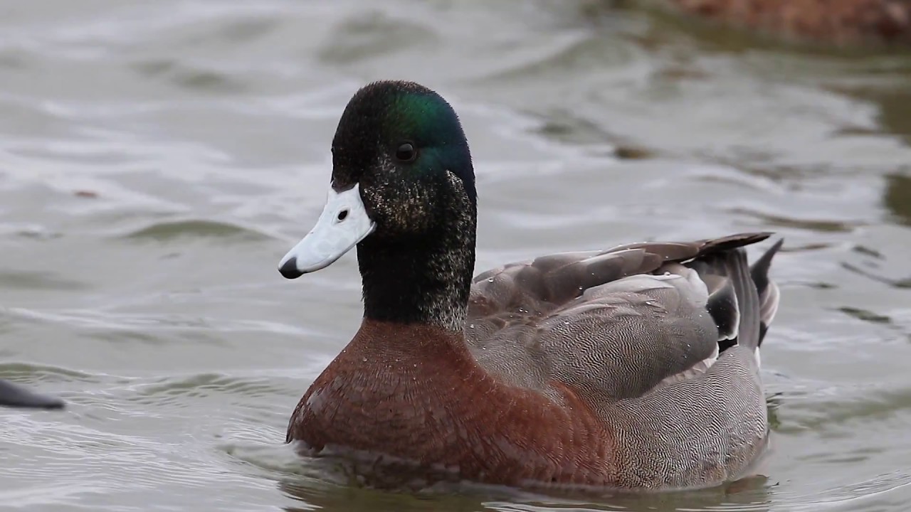 Hybrid? Wigeon? Scoter Decoys February 22nd 2017 Jeff Coats Pitboss