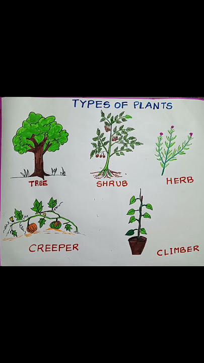 Types of Plants easy drawing