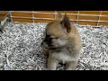 ミックス犬 豆柴とチワワの両方の特徴がある、ご年配向けの家庭犬です。