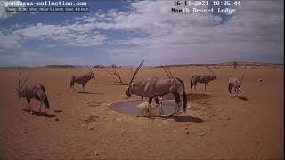 NamibiaCam: Twisted horn on oryx