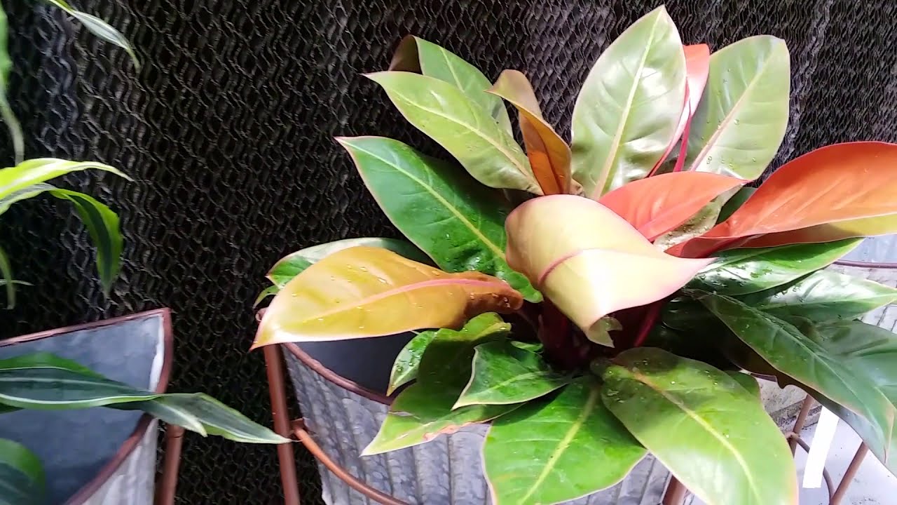 Spring Houseplants Shopping (2019) Houseplant Tour Dothan Nurseries