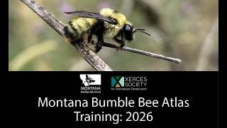 Montana Bumble Bee Atlas 2026 Training Webinar