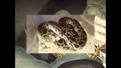 My Burmese python (Music Video)