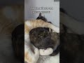Тот самый кот, чья жизнь удалась