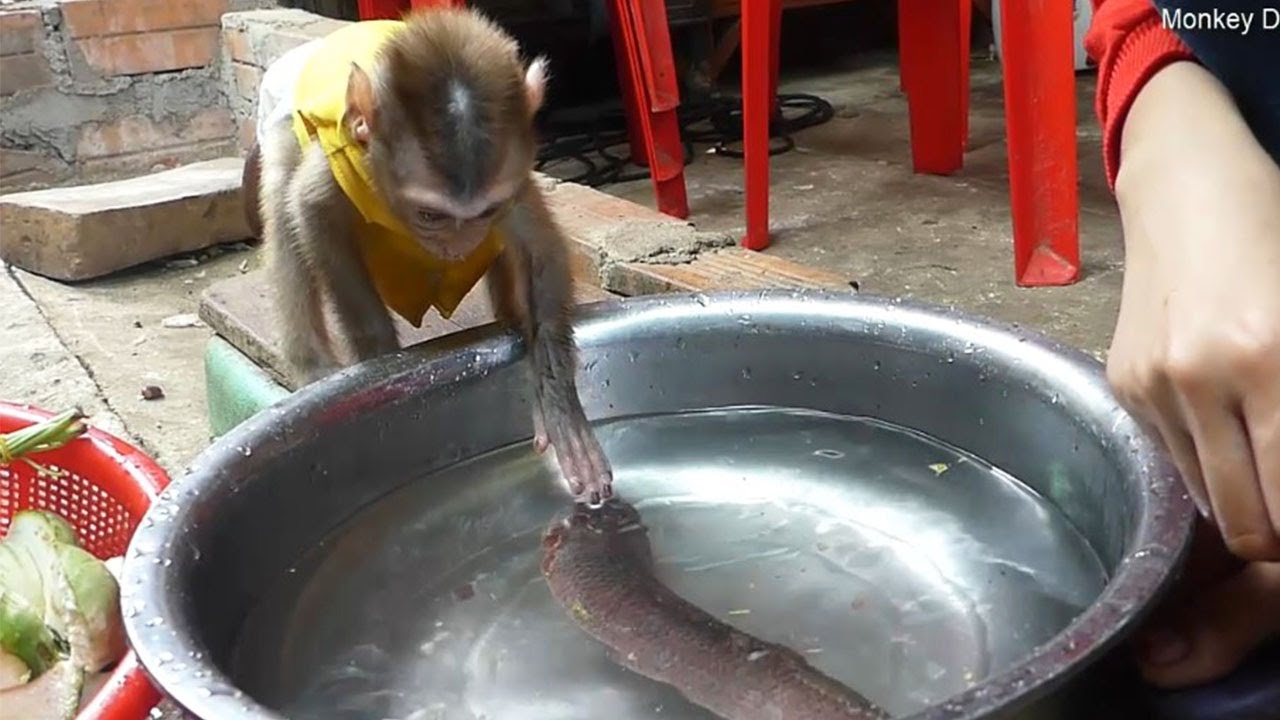 Wow Monkey Baby Donal Want Help Mom Clean Fish For Cook