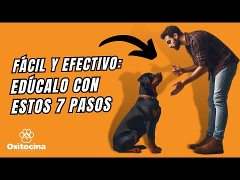 Video: Cómo Entrenar A Un Rottweiler