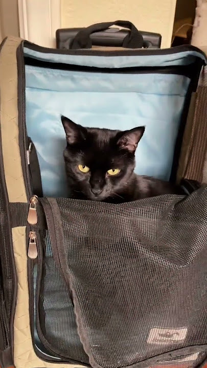 Cat Carrier Stress – Tips to make a carrier a cat-friendly place