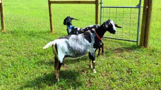 The goats have arrived!