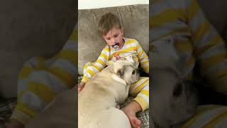 Dog and child bond @babynashtv #dog #frenchbulldog #kids #cute #shorts