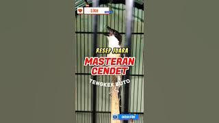 MASTERAN CENDET TENGKEK BUTO PANJANG TERSADIS MUDAH DITIRU