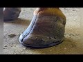 STABILIZING a HOOF CRACK with a HORSESHOE