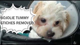 BoJolie Tummy Stiches Removed by BoJolie The Shih Tzu Poodle 1,892 views 3 years ago 2 minutes, 24 seconds