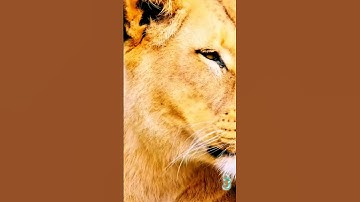 سورة الأنبياء و،.كا.نك تسمعها لأ،؛و.ل مر.ة💔،؛🌸❣️🏵️،؛💛🌼💟بصوت الشيخ حمزة مد،بو.ح 🧡💓،.💜❤️..🌷💗💐