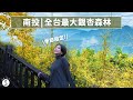 Spice 南投🌶️ | 秋季限定的黃金森林！南投深度慢活小旅行，270度夕陽雲海秘境漫遊