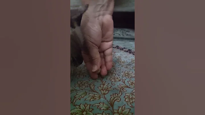 Video 5602341: siamese eating, cute siamese