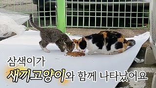 When did you give birth to a kitten? (ENG SUB) by 젤리공작소 (4마리 고양이) 1,103 views 2 years ago 5 minutes, 5 seconds