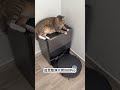DIY a McDangdang cat litter box in 20 minutes The daily life of big cats and small cats