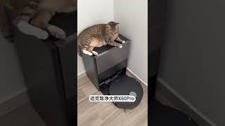 DIY a McDangdang cat litter box in 20 minutes The daily life of big cats and small cats