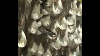 suara inap akau bja anti gagal