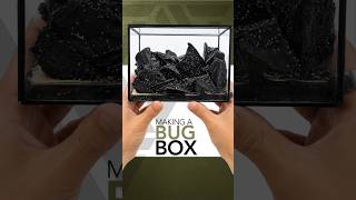 Terrarium bug box