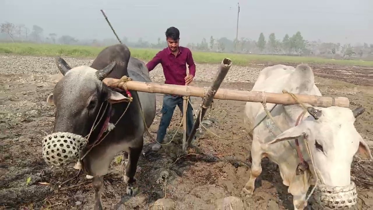 #Ganna/ ka /kheti /#0x /#hai;?