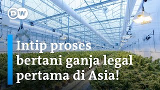 Pabrik Ganja Legal Pertama di Asia, Bisa Bantu Ekonomi Warga Thailand | DW Business