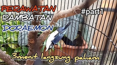 Rawatan Rambatan Doraemon bahan ombyokan #rambatan #rambatandoraemon #rawatanrambatan