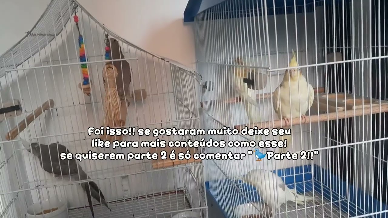 ~Dicas das MiniPsitas~