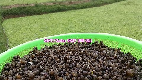 5 Sai Lầm Của Người Mới Nuôi Ốc Lần Đầu - Ốc Bươu Giống Khánh Hòa - Phú Yên: 0812480000