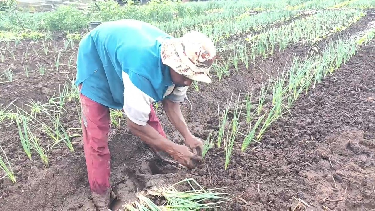 SUASANA MENDUNG PAK WANI MELANJUTKAN MENANAM DAUN BAWANG 