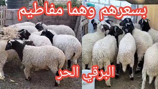 وفينا بوعدنا الغنم البرقي الحر ذكور ونتي بسعر المفاطيم وخصم 1000 جنيه للتوصيل لجميع انحاء الجمهوريه