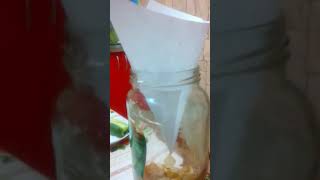 Ловушка для дрозофил видео Дрозофилы как избавиться: обзор самых эффективных способов