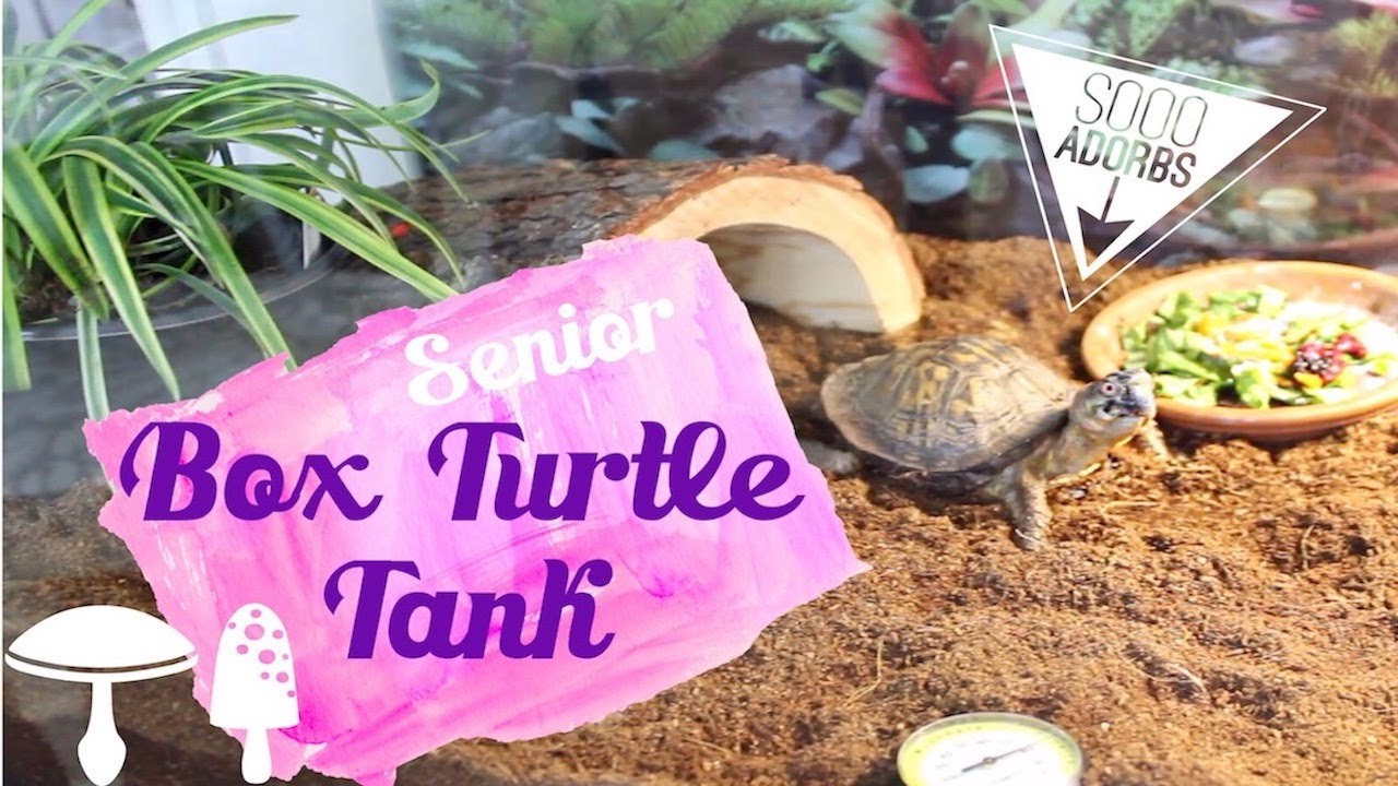 eastern box turtle setup
