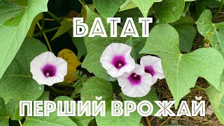 Копаємо Батат Баю Бел, Київський помаранч, Вінницький рожевий