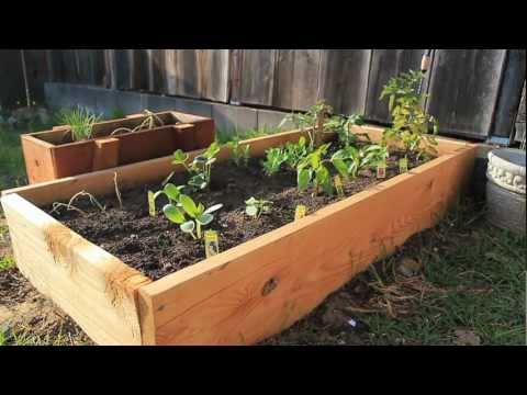 فيديو: كيف تصنع الزراعة الخاصة بك