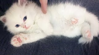 Here Is The World Cutest Kitty! (ENG SUB)