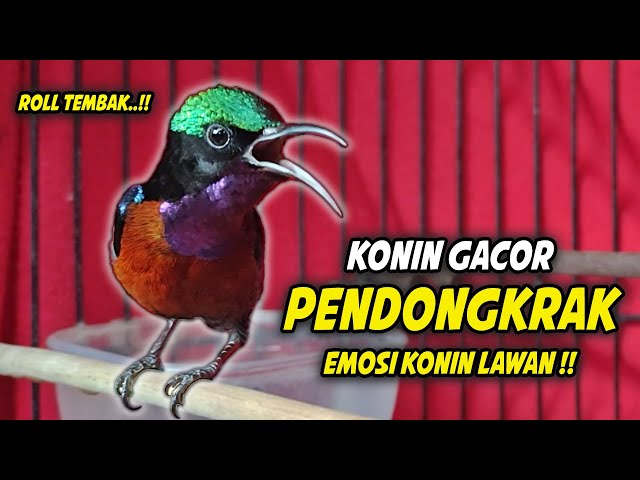 KONIN GACOR FULL BONGKAR ISIAN ROLL TEMBAK !! AMPUH UNTUK PANCINGAN KOLIBRI NINJA AGAR NAIK EMOSI class=