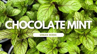 Detailed How to grow Chocolate Mint Details