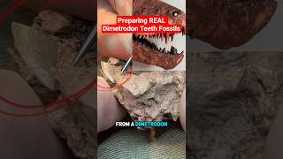 Preparing REAL Dimetrodon teeth fossils