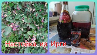 Настойка Из Ирги. Простой Рецепт Вкусной Фруктовой Настойки!🍇🍷😋