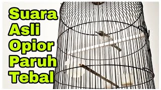 Suara Asli Burung Opior Paruh Tebal