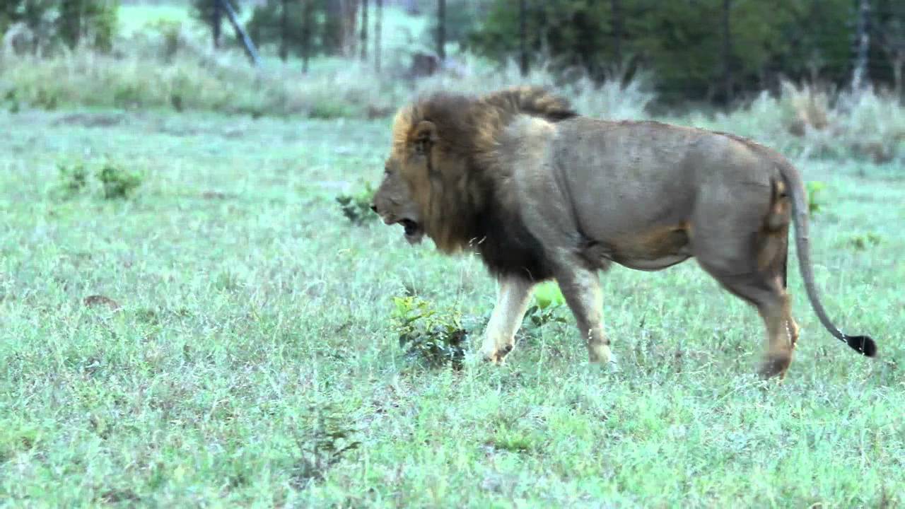 The Pride  of Lion going out hunting | Mapogo and Ximhungwe pride