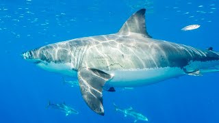 Qld govt pushes back against 'frustrating' shark culling ban
