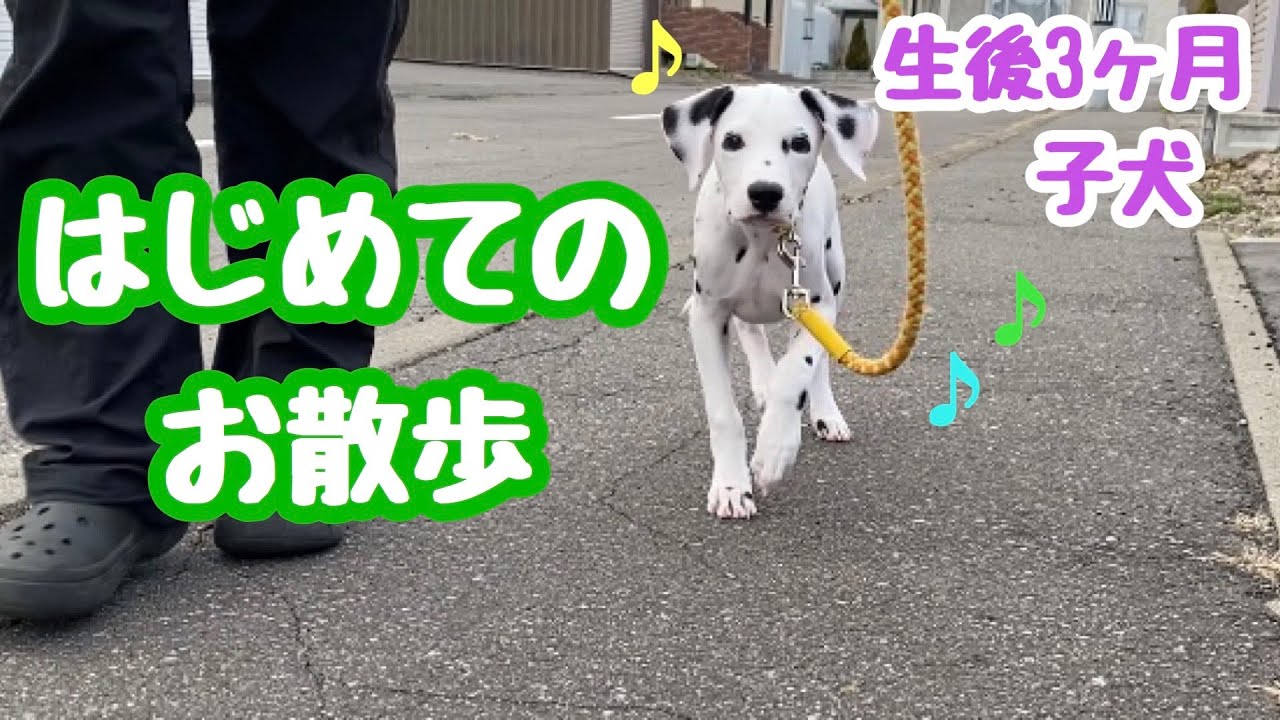 【初散歩】3ヶ月の子犬が初めての散歩。上手に散歩することができたのでしょうか？ダルメシアン子犬初めての散歩