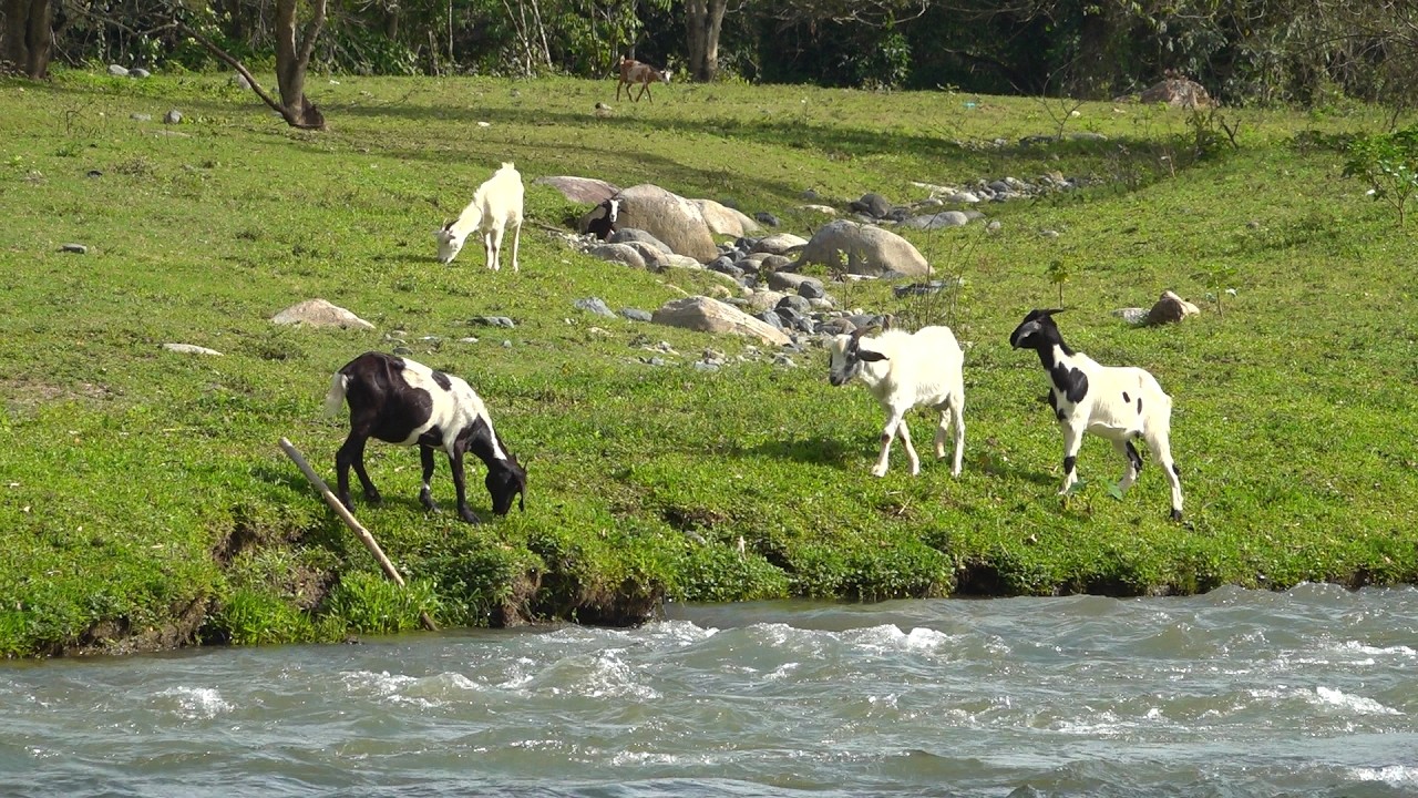 EN EL CAMPO DE EL BALCON Y BOMA JARABACOA RD
